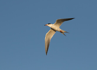 Fototapeta na wymiar Forster's Terns (Terna forsteri) in the blue sky