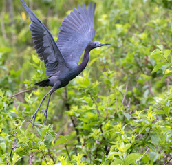 The little blue heron in flight at Brazos band state park, Texas