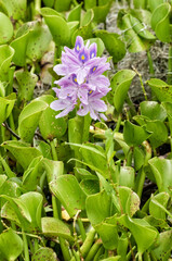 Eichhornia crassipes, water hyacinth, is an aquatic plant
