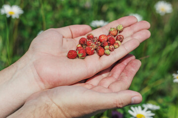 Male palm with ripe tasty red strawberries on a sunny summer day in the meadow. Traveling in Russia.