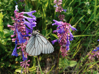 butterfly on lavender
