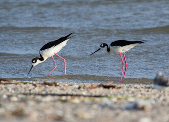 Two Black-necked stilts (Himantopus mexicanus) feeding in the ocean water on the East End Beach of Galveston Island