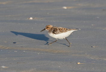  Sanderling In Summer Plumage Running  On Sand Beach..