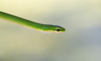The rough green snake (Opheodrys aestivus) close up, Texas
