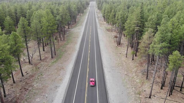 4K Drone in pine tree forest following a red Ford Thunderbird driving