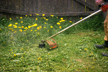 The gardener man mows the grass with yellow dandelions with a hand lawn mower. close up
