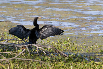 The anhinga (Anhinga anhinga) fishing in Brazos Bend State park