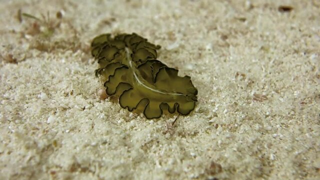 Flowers flatworm crawls on white sand on the seabed and a strong current trying to carry it away. Night dive. Philippines. Malapascua.