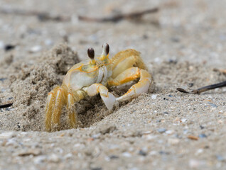 Atlantic ghost crab (Ocypode quadrata) on the beach