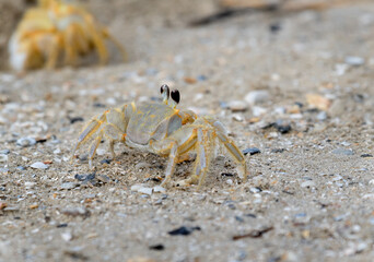 Atlantic ghost crab (Ocypode quadrata) on the beach