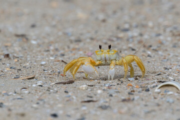 Atlantic ghost crab running on the sand beach