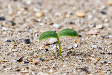 The small two leaves seedling on the dry sand beach in Galveston, surrounded with broken shells