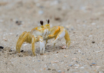 Atlantic ghost crab running on the sand beach close up