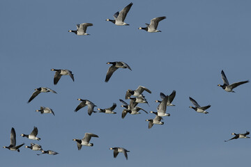 Barnacle geese (Branta leucopsis) in flight in their habitat in Denmark