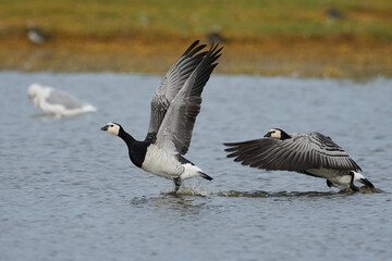 Barnacle geese (Branta leucopsis) in flight in their habitat in Denmark