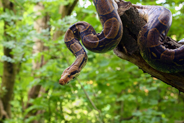The boa constrictor (Boa constrictor), also called the red-tailed or the common boa on a branch in the middle of the forest. A large snake on a branch in the green of a bright forest. - obrazy, fototapety, plakaty