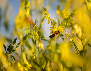 Bee sitting in some yellow flowers near dusk