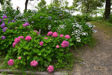 梅雨に咲く紫陽花　