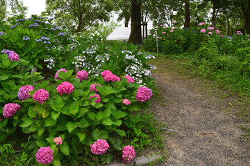 梅雨に咲く紫陽花　