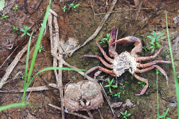 Dead crabs are caused by toxic substances.