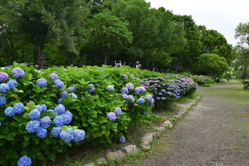 梅雨に咲く紫陽花　