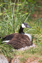 Canada Goose (in german Kanadagans, Branta canadensis)