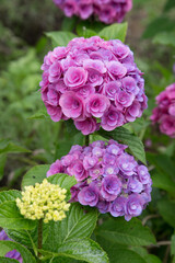 赤色系の紫陽花