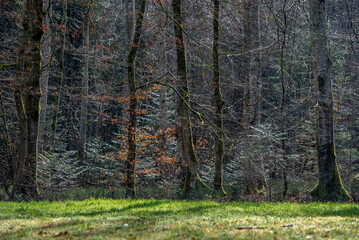 Obraz premium Eine Waldfront im Frühling