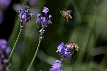 Two bees collect  pollen from lavender flowers. One bee is flying.