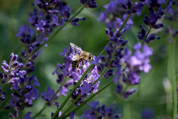 A bee collects pollen from lavender flowers.