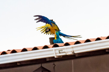 Guacamayas en Caracas 52