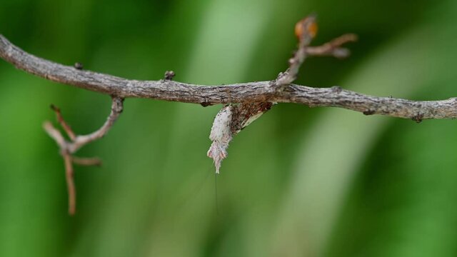 Unicorn Mantis, Ceratomantis saussurii; hanging under a dried twig and vibrating its antennae motionless while its ootheca or eggs can be seen opposite blurred on the twig.
