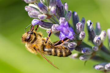 bee on a flower