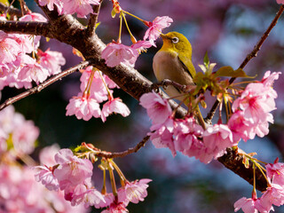 メジロと桜（河津桜）