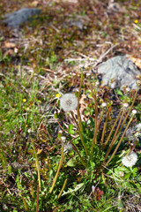 White Dandelion weed plant isolated grass background
