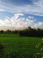 
Evening rice field behind the house