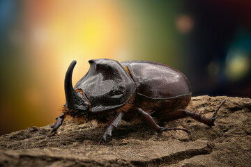 European rhinoceros beetle (Oryctes nasicornis)