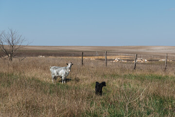 Two goats of black and white walk