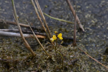 small water orchids