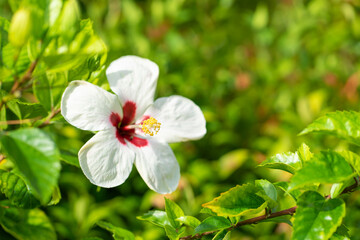 Close up White Hibiscus flower.