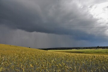 thunderclouds on a rye field