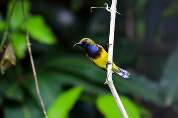 Yellow guinea bird in rain forest, Thailand