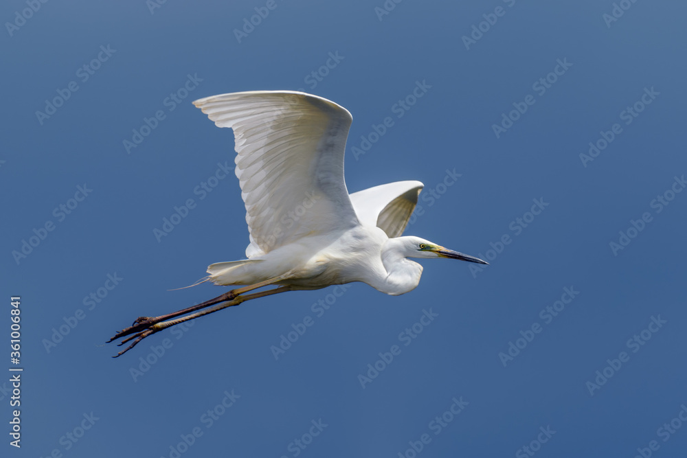 Wall mural White heron, Great Egret, fly on the sky background. Water bird in the nature habitat