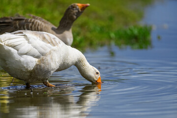 Geese on the shore river in the springtime