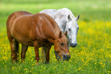 White and brown horse on field of yellow flowers