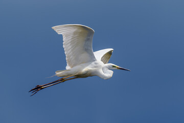 White heron, Great Egret, fly on the sky background. Water bird in the nature habitat