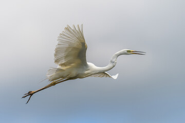 White heron, Great Egret, fly on the sky background. Water bird in the nature habitat