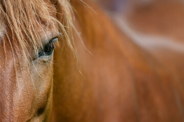Eye of a brown horse, lit by the sun. Focus on the eyelashes