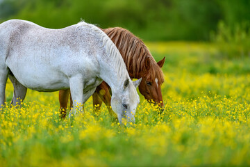 White and brown horse on field of yellow flowers