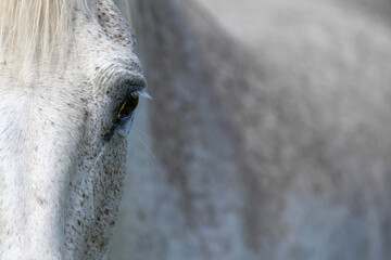 Eye of a grey horse, lit by the sun. Focus on the eyelashes